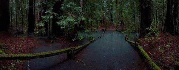 Armstrong Redwoods State Natural Reserve (SNR) (1/16/2016 - Credits: "Flooded Path" by Akos Kokai  (CC BY 2.0) https://creativecommons.org/licenses/by/2.0/  https://www.flickr.com/photos/on_earth/)