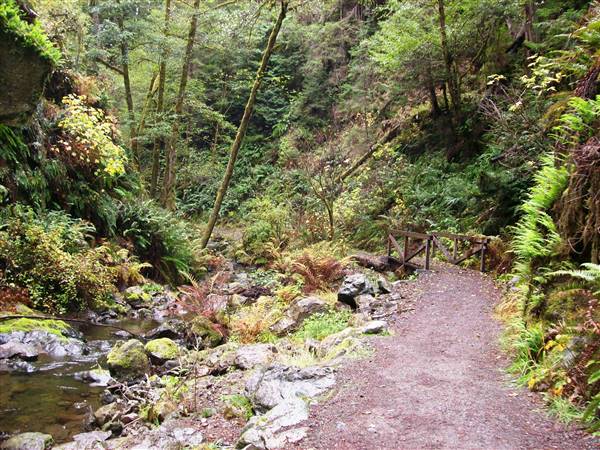 Van Damme State Park (SP) / Beach / Pygmy Forest / Fern Canyon Trail / Spring Ranch Trail (11/18/2007 - Credits: "Vandamme101" by Matthew High (CC BY-NC 2.0) [https://creativecommons.org/licenses/by-nc/2.0/] https://www.flickr.com/photos/matthigh/)