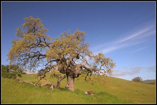 Pacheco State Park (SP) and Windmill Farm / Wind Energy (4/5/2008 - Credits: "Pacheco State Park" by Flickr User: Akshay (CC BY-NC-ND 2.0) [https://creativecommons.org/licenses/by-nc-nd/2.0/legalcode] https://www.flickr.com/people/aatflickr/)