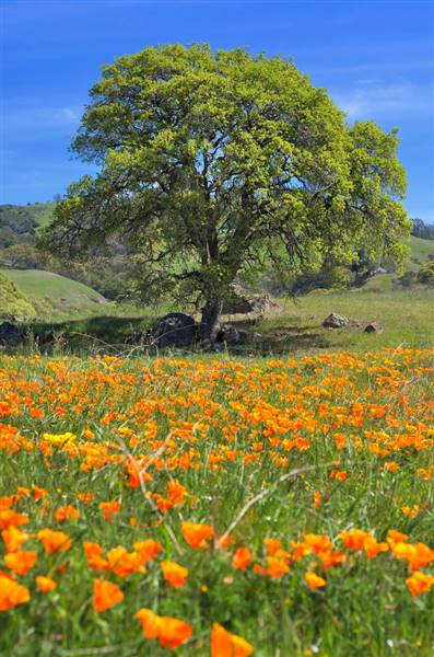 Mount Diablo State Park (SP) (3/16/2014 - Credits: "Spring on the Mountian" by Daniel Parks (CC BY-NC 2.0) [https://creativecommons.org/licenses/by-nc/2.0/legalcode] https://www.flickr.com/photos/parksdh/)