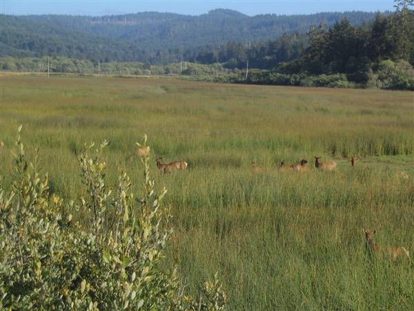 Harry A. Merlo State Recreation Area (SRA) (8/16/2006 - Credits: "Roosevelt Elk, Harry A. Merlo State Recreation Area Near Redwood National Park, California" by Ken Lund (CC BY-SA 2.0) [https://creativecommons.org/licenses/by-sa/2.0/legalcode] https://www.flickr.com/photos/kenlund/)