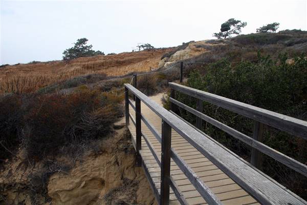 Torrey Pines State Natural Reserve (SNR) (8/21/2009 - Credits: Torrey Pines 09' by Flickr User; Joevare (CC BY-ND 2.0) [https://creativecommons.org/licenses/by-nd/2.0/legalcode] https://www.flickr.com/photos/joevare/)