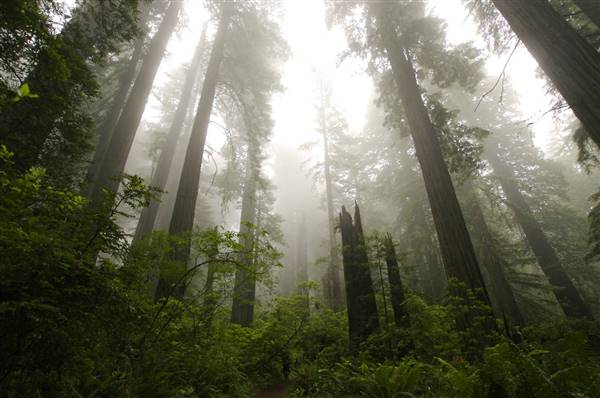 Del Norte Coast Redwoods State Park (SP) within the Redwood National and State Parks (7/3/2006 - Credits: "Damnation Creek Trail" by Ruskin Hartley (CC BY-NC-ND 2.0) [https://creativecommons.org/licenses/by-nc-nd/2.0/legalcode] https://www.flickr.com/photos/ruskinkhartley/)