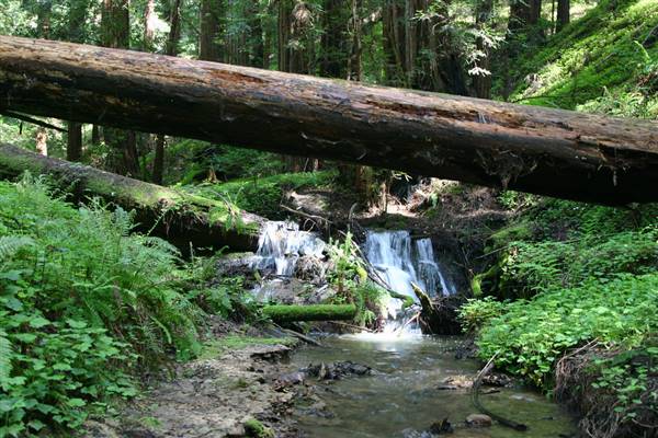 Portola Redwoods State Park (SP) (4/18/2009 - Credits: "Falls under the fallen Redwood" by Ray Krebs (CC BY-NC-ND 2.0)[https://creativecommons.org/licenses/by-nc-nd/2.0/legalcode] https://www.flickr.com/photos/raykrebs/)