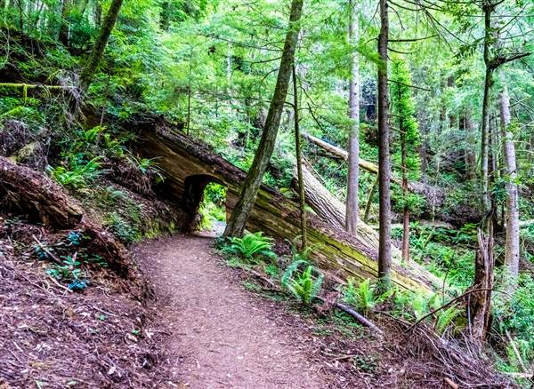 Redwood National & State Parks (5/25/2016 - Credits: "Redwood National Park, California, United States" by Mark Weston (CC BY-NC-ND 2.0)[https://creativecommons.org/licenses/by-nc-nd/2.0/legalcode]https://www.flickr.com/photos/markwestonphoto/)