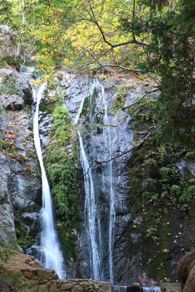 Pfeiffer Big Sur State Park (SP) (10/15/2006 - Credits: "Pfeiffer Big Sur" by Flickr User: Orgidie (CC BY-NC 2.0)[https://creativecommons.org/licenses/by-nc/2.0/legalcode]https://www.flickr.com/photos/orgidie/)