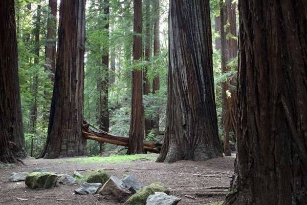 John B. Dewitt Redwoods State National Reserve (SNR) (8/4/2016 - Credits: Photograph courtesy of David Baselt | http://www.redwoodhikes.com/Dewitt/Dewitt.html)