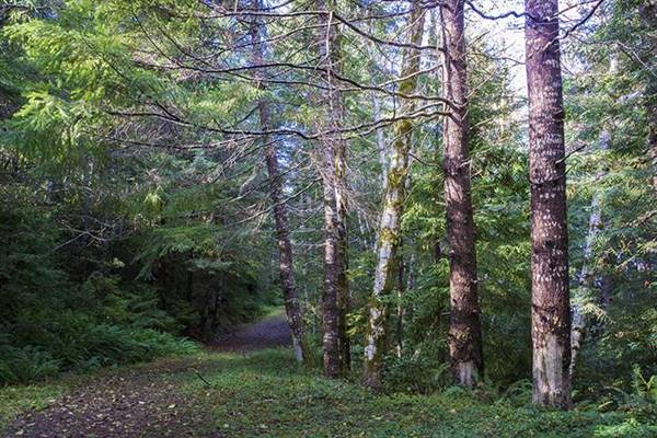 Del Norte Coast Redwoods State Park (SP) within the Redwood National and State Parks (8/4/2016 - Credits: Photograph courtesy of David Baselt - http://www.redwoodhikes.com/DelNorte/DelNorte.html)