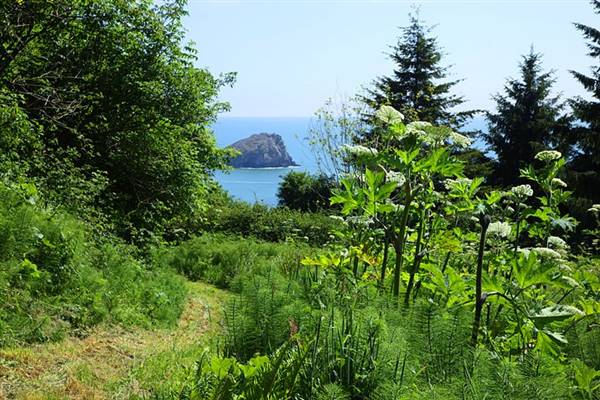 Del Norte Coast Redwoods State Park (SP) within the Redwood National and State Parks (8/4/2016 - Credits: Photograph courtesy of David Baselt - http://www.redwoodhikes.com/DelNorte/DelNorte.html)
