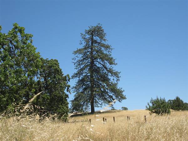 Henry W. Coe State Park (SP) (6/19/2010 - Credits: "Henry W Coe State Park - sada pine" by Joan C Wrenn (CC BY-NC-ND 2.0) [https://creativecommons.org/licenses/by-nc-nd/2.0/legalcode]https://www.flickr.com/photos/jcwrenn/)