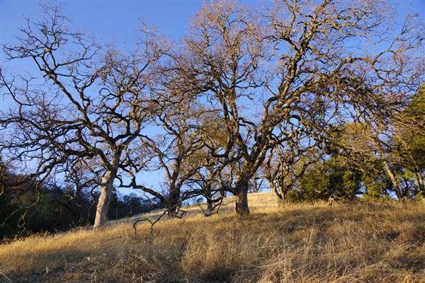 Henry W. Coe State Park (SP) (12/4/2011 - Credits: "2011-12-04 Morgan Hill, Henry W. Coe State Wilderness Park 041.jpg" by Allie Caulfield (CC BY 2.0)[https://creativecommons.org/licenses/by/2.0/legalcode]https://www.flickr.com/photos/wm_archiv/)