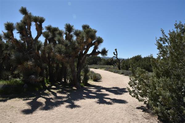 Arthur B. Ripley Desert Woodland State Park (SP) (3/26/2016 - Credits: "DSC_7254" by Kent MacElwee (CC BY-NC-ND 2.0)[https://creativecommons.org/licenses/by-nc-nd/2.0/legalcode]https://www.flickr.com/photos/kmacelwee/)