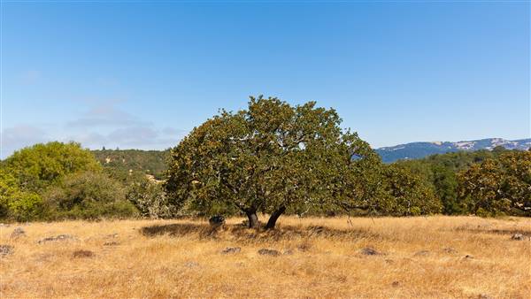 Trione-Annadel State Park (SP) (8/2/2014 - Credits: "Tree at Anadel State Park" by Harminder Dhesi (CC BY-ND 2.0)[https://creativecommons.org/licenses/by-nd/2.0/legalcode]https://www.flickr.com/photos/harmyd/)