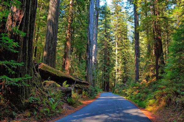 Highway 101 within Humboldt Redwoods State Park (9/21/2014 - Credits: "Back Road Adventure" by Kirt Edblom (CC BY-SA 2.0)[https://creativecommons.org/licenses/by-sa/2.0/legalcode]https://www.flickr.com/photos/27190564@N02/)