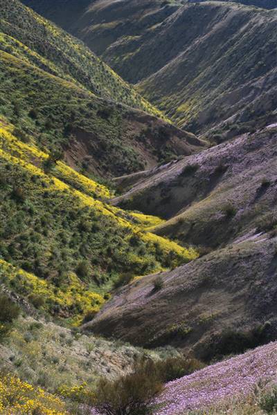 Carrizo Plain National Monument (4/10/2008 - Credits: "Carrizo Plain NM" by Bob Wick, BLM (CC BY 2.0)[https://creativecommons.org/licenses/by/2.0/legalcode]https://www.flickr.com/photos/mypubliclands/)