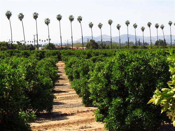 California Citrus State Historic Park (SHP) (3/24/2013 - Credits: "California Citrus State Historic Park" by Flickr User: Jasperdo (CC BY-NC-ND 2.0)[https://creativecommons.org/licenses/by-nc-nd/2.0/legalcode]https://www.flickr.com/photos/mytravelphotos/)