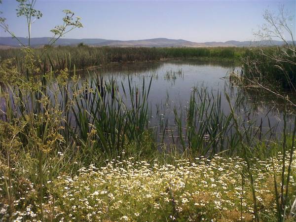 Ash Creek Wildlife Area - California Department of Fish & Wildlife (CDFW) (6/23/2015 - Credits: "Ash Creek Wildlife Area" by California Department of Fish and Wildlife (CC BY 2.0)[https://creativecommons.org/licenses/by/2.0/legalcode] https://www.flickr.com/photos/californiadfg/)