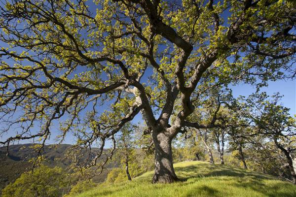Cache Creek Wilderness (1/6/2015 - Credits: "BLM Winter Bucket List #14 Cache Creek Natural Area, California, for Eagle Hikes" by Bob Wick for BLM (CC BY 2.0)[https://creativecommons.org/licenses/by/2.0/legalcode] https://www.flickr.com/photos/mypubliclands/)
