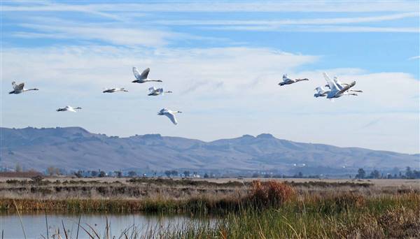 Napa-Sonoma Marshes Wildlife Area - California Department of Fish & Wildlife (CDFW) (1/9/2014 - Credits: "Mute Swans" by Ken Schneider (CC BY-NC 2.0)[https://creativecommons.org/licenses/by-nc/2.0/legalcode] https://www.flickr.com/photos/zonotrichia/)