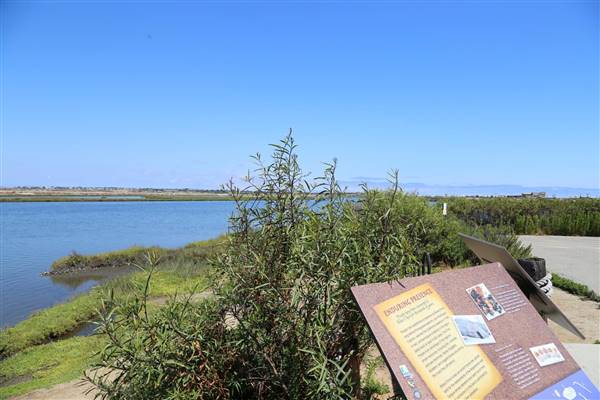 Bolsa Chica Ecological Reserve - California Department of Fish & Wildlife (CDFW) (10/18/2016 - Credits: Photo courtesy of Kris Bunting)