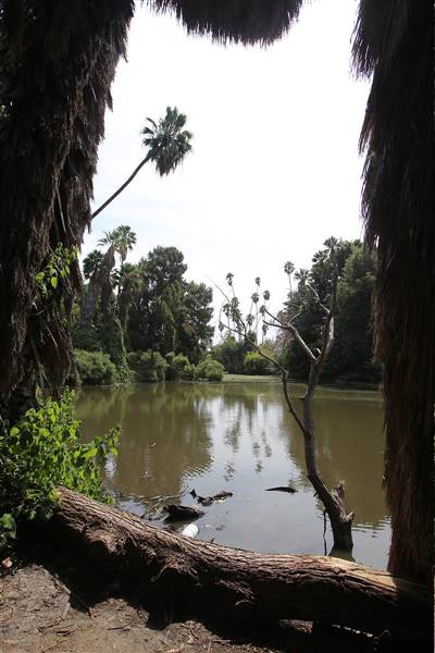 Los Angeles County Arboretum (11/3/2016 - Credits: Photo courtesy of Kris Bunting)