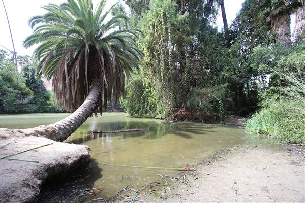 Los Angeles County Arboretum (11/3/2016 - Credits: Photo courtesy of Kris Bunting)