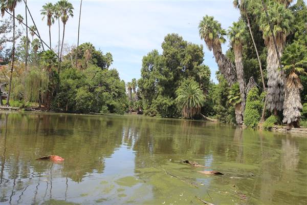 Los Angeles County Arboretum (11/3/2016 - Credits: Photo courtesy of Kris Bunting)