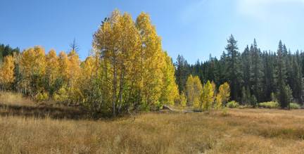 Aspens Near Highway 267 US Forest Service (4/13/2017)
