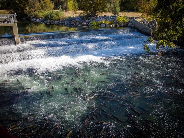 Shasta County Agricultural (1/19/2018)