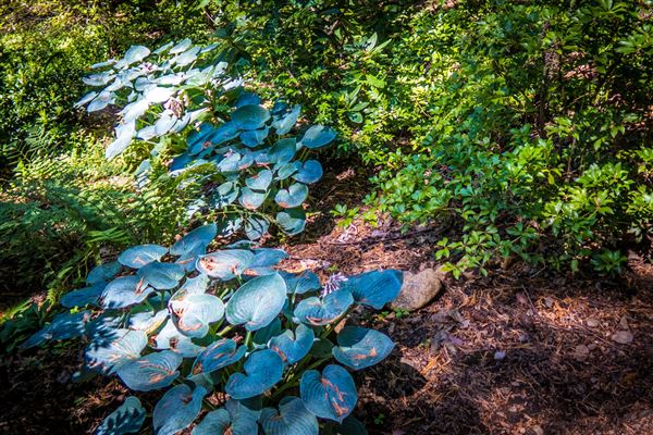 Shasta County Gardens (1/22/2018)