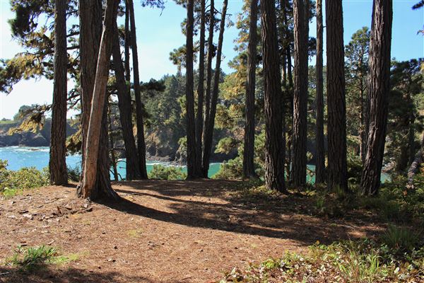 Russian Gulch State Park (SP) / Russian Gulch Bridge - Highway 1 - South Headlands Trail - Accessible from a small public parking lot at the end of Woodstock Drive and ends at campground area in park. Trail offers views of ocean from small clearings. Caution is advised when standing near cliff edge. (4/22/2018 - Credits: Kellen Lim)