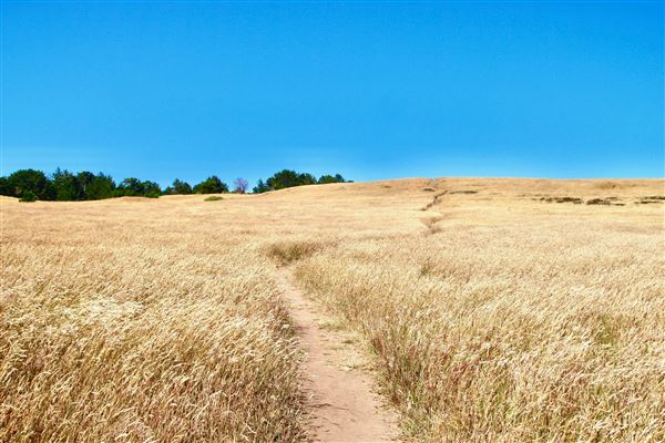 Van Damme State Park (SP) / Beach / Pygmy Forest / Fern Canyon Trail / Spring Ranch Trail - Spring Ranch Trail (7/9/2017 - Credits: Kellen Lim)