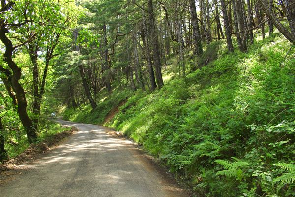 Peachland Road - Anderson Valley region- North East of Boonville (5/15/2018 - Credits: Kellen Lim)