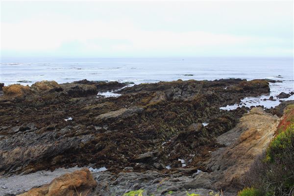 Haul Road Coastal Trail (MacKerricher State Park) (7/16/2018 - Credits: Kellen Lim)