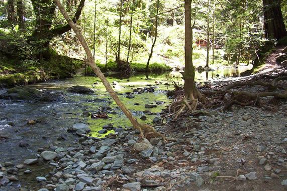 Alliance Redwoods Conference Grounds (7/25/2018)