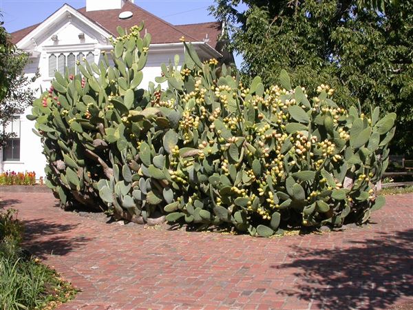 Luther Burbank Home & Gardens (7/25/2018)