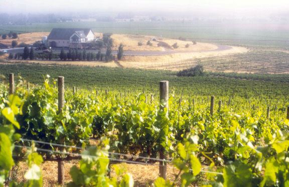Schug Carneros Estate Winery (7/25/2018)