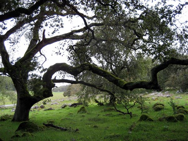 Tom Scott Ranch (7/25/2018)