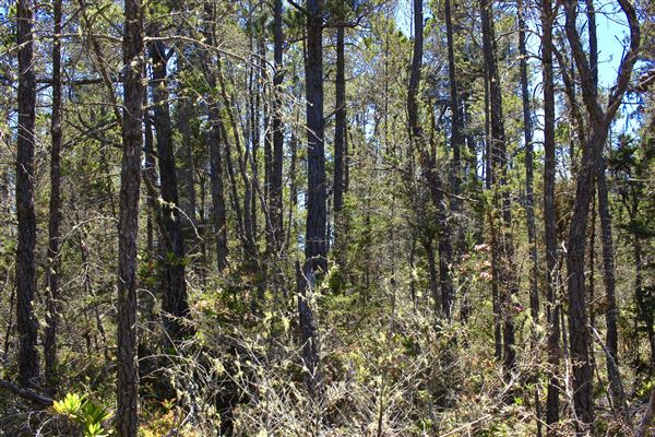 Van Damme State Park (SP) / Beach / Pygmy Forest / Fern Canyon Trail / Spring Ranch Trail - Pygmy Forest (6/1/2018 - Credits: Kellen Lim)