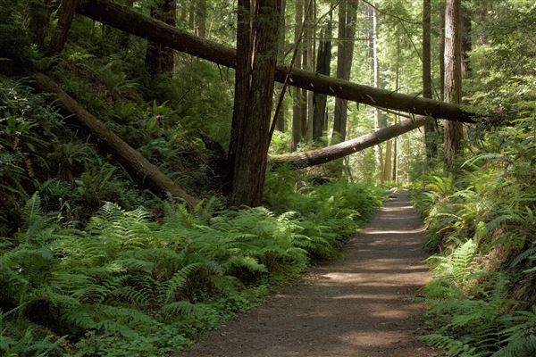 Van Damme State Park (SP) / Beach / Pygmy Forest / Fern Canyon Trail / Spring Ranch Trail - Highlights of Fern Canyon Trail (6/2/2018 - Credits: Kellen Lim)