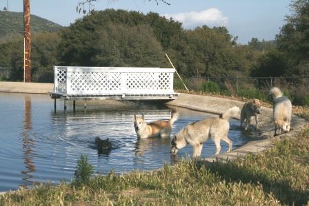 Freedom Ranch - Shadowlands Foundation - Wolves in California (1/7/2019)