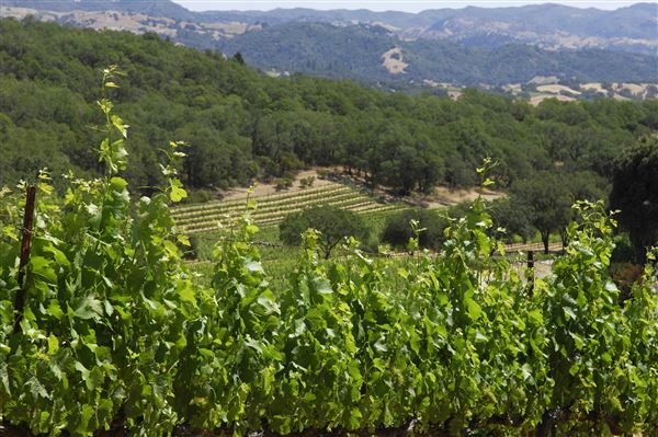 Francis Ford Coppola Winery (1/1/2006 - Credits: Chad Keig)