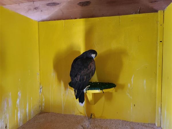 West Coast Falconry (4/11/2022 - Credits: Yuba Sutter Film Commission)