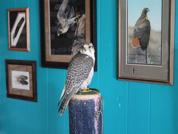 West Coast Falconry (4/11/2022 - Credits: Yuba Sutter Film Commission)