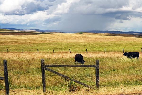 Various Rural Farms And Ranches (8/9/2022)