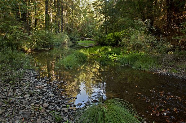 Navarro River Redwoods State Park (SP) (9/7/2011 - Credits: Brian Baer)