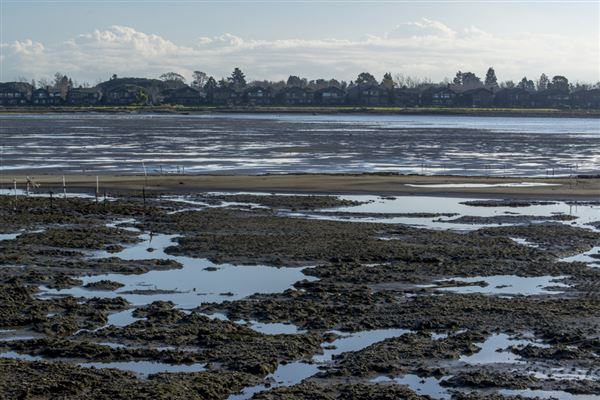 Robert W. Crown Memorial State Beach (SB) - East Bay Regional Park District (2/2/2016 - Credits: Brian Baer)