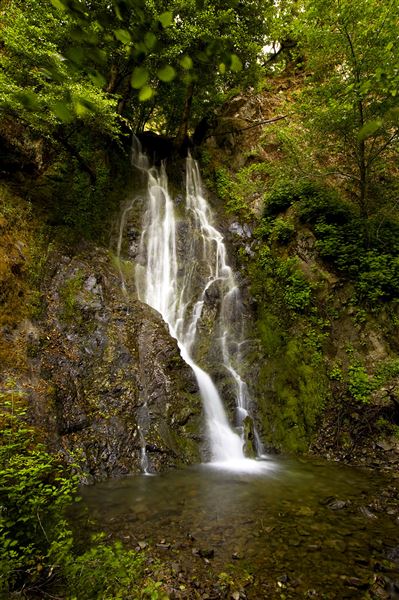 Smithe Redwoods State Natural Reserve (SNR) (6/22/2010 - Credits: Brian Baer)