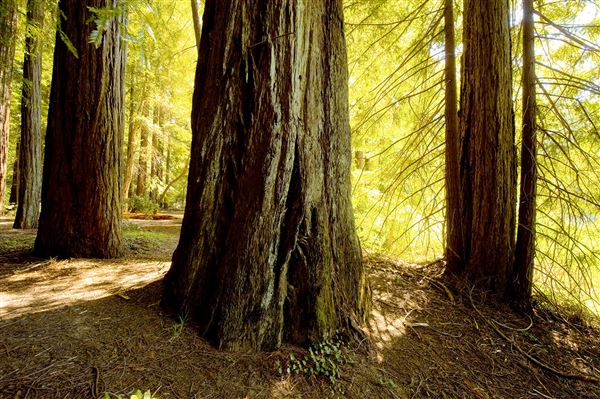 Smithe Redwoods State Natural Reserve (SNR) (6/21/2010 - Credits: Brian Baer)