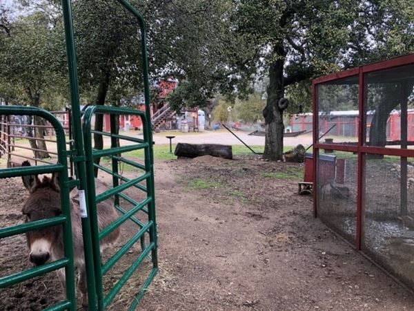 Red Thorne Ranch / The Barn Loft / Mini Petting Zoo (3/23/2023 - Credits: Amber Thorne)